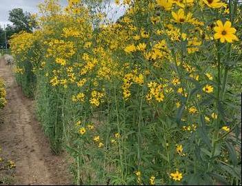 Coreopsis tripteris