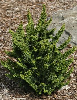 Chamaecyparis obtusa 'Chirimen'