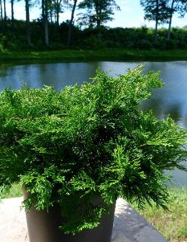 Chamaecyparis obtusa 'Pygmaea Aurescens'