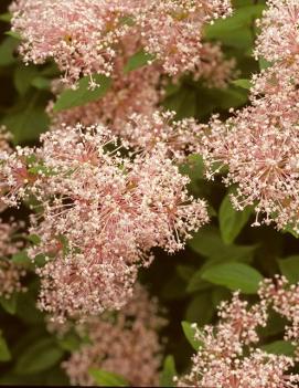 Ceanothus x pallidus 'Marie Simon'