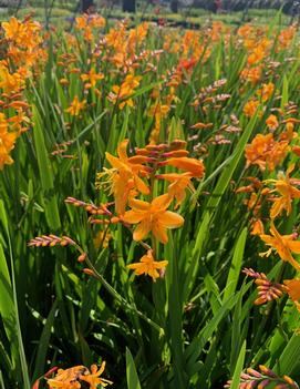 Crocosmia x 'Buttercup'