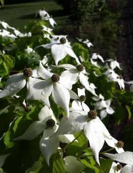 Cornus kousa var. chinensis