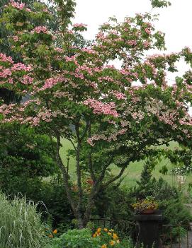 Cornus kousa 'Satomi'