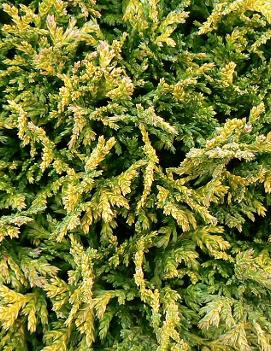 Chamaecyparis pisifera 'Golden Pincushion'