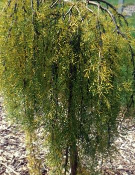 Caragana arborescens 'Walker' (COPF)