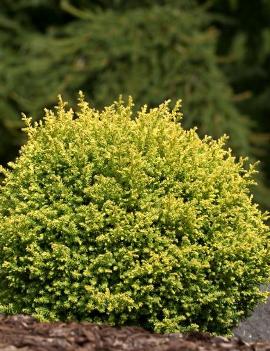 Chamaecyparis pisifera 'Plumosa Juniperoides'