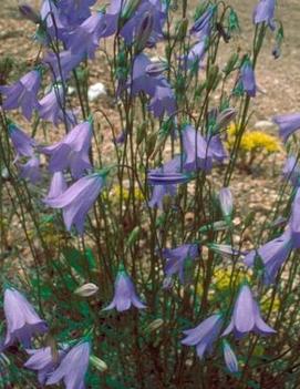 Campanula rotundifolia