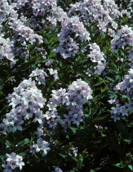 Campanula lactiflora 'Loddon Anna'