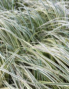 Calamagrostis acutiflora 'Overdam'