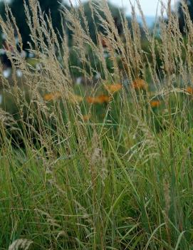 Calamagrostis canadensis