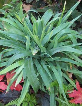 Carex platyphylla