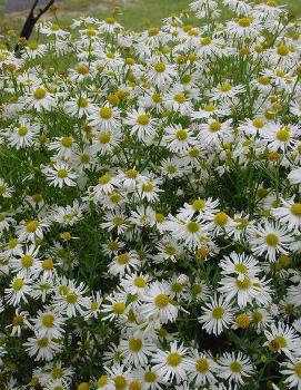 Boltonia asteroides 'Snowbank'