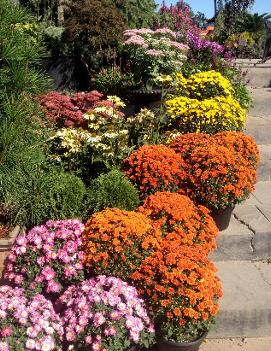 Chrysanthemum x morifolium