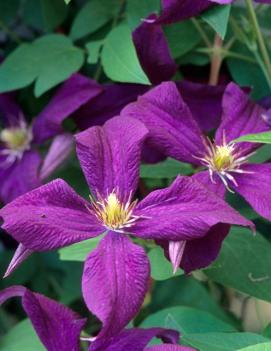 Clematis 'Polish Spirit'