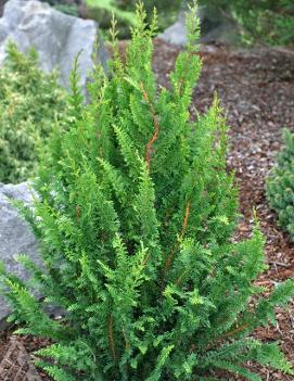 Chamaecyparis obtusa 'Filicoides Compacta'