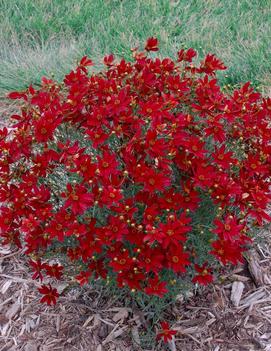 Coreopsis verticillata 'Hot Paprika' (PP28522)