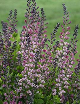 Baptisia x 'Pink Truffles' (PP26588, CPBRAF)