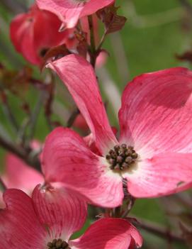 Cornus florida Cherokee Brave ('Comco No.1') (PP10166)