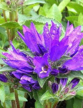 Campanula glomerata 'Joan Elliot'