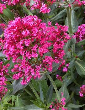 Centranthus ruber