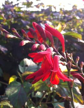 Crocosmia x 'Emberglow'