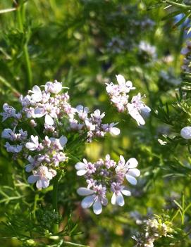 Coriandrum sativum