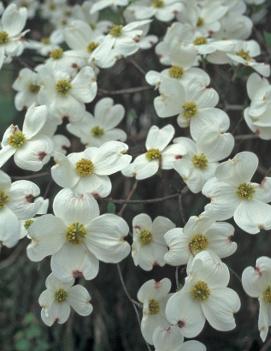 Cornus florida 'Cloud Nine'