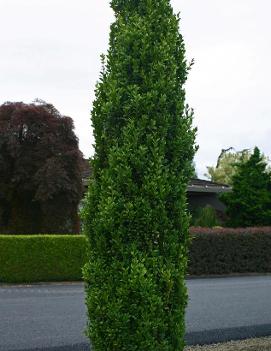 Buxus sempervirens 'Graham Blandy'