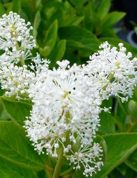 Ceanothus americanus