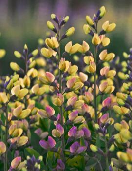 Baptisia x 'Pink Lemonade' (PP30669, CPBRAF)