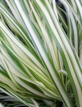 Calamagrostis acutiflora 'Lightning Strike™'