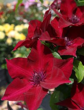 Clematis Nubia ('Evipo079')