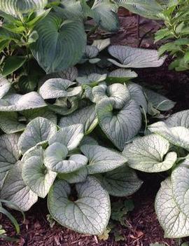 Brunnera macrophylla 'Silver Heart' (PP24685)