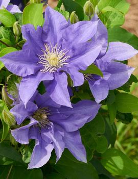 Clematis 'Pompeii'