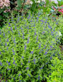 Caryopteris x clandonensis Beekeeper™ ('Minigold') (USPPAF, CPBRAF)