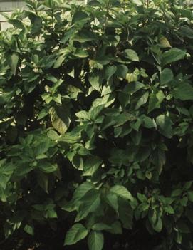 Cornus sericea 'Isanti'