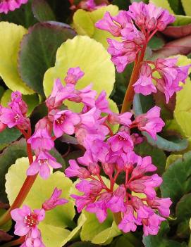 Bergenia x 'Lunar Glow' (PP20247, COPF)