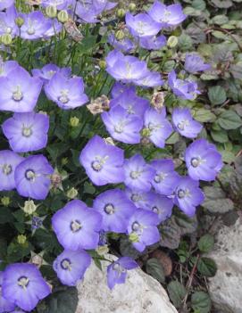 Campanula carpatica 'Blue Clips'