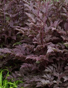 Cimicifuga ramosa 'Black Negligee'