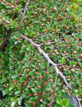 Cotoneaster horizontalis