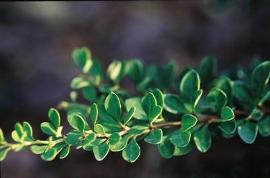 Berberis thunbergii Jade Carousel® ('Bailgreen')