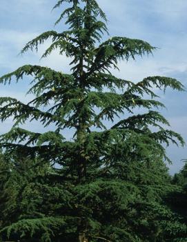 Cedrus libani ssp. stenocoma