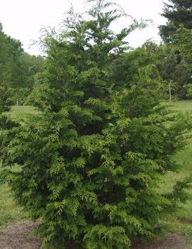 Chamaecyparis obtusa