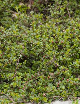 Cotoneaster apiculatus