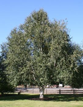 Betula utilis var. jacquemontii