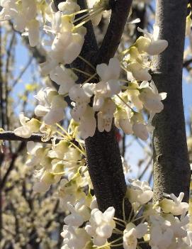 Cercis canadensis f. alba 'Royal White'