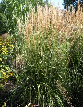 Calamagrostis acutiflora 'Karl Foerster'