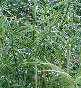 Carex muskingumensis 'Oehme'