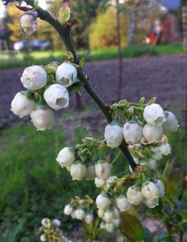 Blueberry 'Northblue'