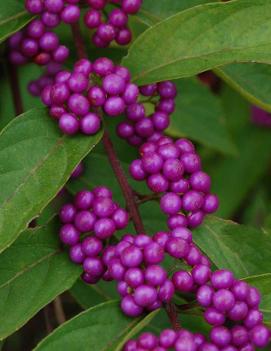 Callicarpa bodinieri var. giraldii 'Profusion'